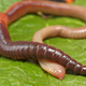 Illustration for article titled Sex Is Kiss of Death for Female Worms Because PATRIARCHY